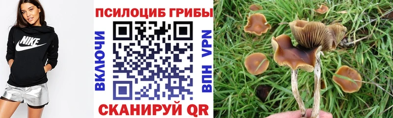 Псилоцибиновые грибы прущие грибы  mega онион  Ставрополь  как найти закладки 